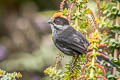 Taczanowski's Brushfinch Atlapetes taczanowskii