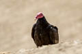 Turkey Vulture Cathartes aura falklandicus