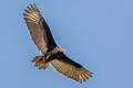 Turkey Vulture Cathartes aura ruficollis