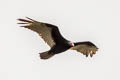 Turkey Vulture Cathartes aura ruficollis