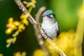 Violet-headed Hummingbird Klais guimeti pallidiventris