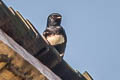 White-banded Swallow Atticora fasciata