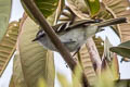 White-banded Tyrannulet Mecocerculus stictopterus stictopterus