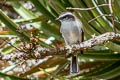 White-browed Chat-Tyrant Ochthoeca leucophrys interior