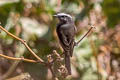 White-browed Chat-Tyrant Ochthoeca leucophrys leucometopa