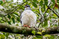 White-browed Hawk Leucopternis kuhli