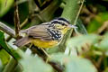 Yellow-breasted Warbling Antbird Hypocnemis subflava collinsi 