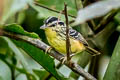 Yellow-breasted Warbling Antbird Hypocnemis subflava collinsi 