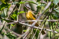 Yellow-crested Tanager Loriotus rufiventer