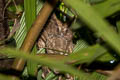 Sunda Scops Owl Otus lettia cnephaeus