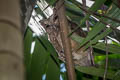 Sunda Scops Owl Otus lettia cnephaeus