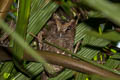 Sunda Scops Owl Otus lettia cnephaeus