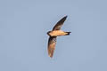 Edible-nest Swiftlet Aerodramus fuciphagus germani