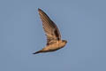 Edible-nest Swiftlet Aerodramus fuciphagus germani