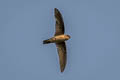 Edible-nest Swiftlet Aerodramus fuciphagus germani