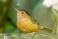 Brown-capped Babbler Pellorneum fuscocapillus fuscocapillus