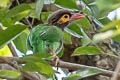 Brown-headed Barbet Psilopogon zeylanicus zeylanicus