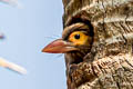 Brown-headed Barbet Psilopogon zeylanicus zeylanicus