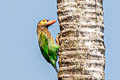 Brown-headed Barbet Psilopogon zeylanicus zeylanicus