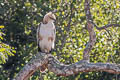 Changeable Hawk-Eagle Nisaetus cirrhatus ceylanensis