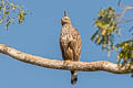 Changeable Hawk-Eagle Nisaetus cirrhatus ceylanensis