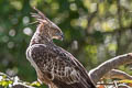 Changeable Hawk-Eagle Nisaetus cirrhatus ceylanensis