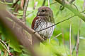 Chestnut-backed Owlet Glaucidium castanotum