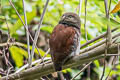 Chestnut-backed Owlet Glaucidium castanotum