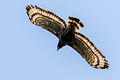 Crested Serpent Eagle Spilornis cheela spilogaster