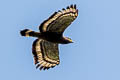 Crested Serpent Eagle Spilornis cheela spilogaster