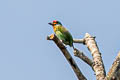 Crimson-fronted Barbet Psilopogon rubricapillus