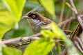 Dark-fronted Babbler Dumetia atriceps nigrifrons