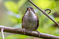 Dark-fronted Babbler Dumetia atriceps nigrifrons