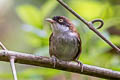 Dark-fronted Babbler Dumetia atriceps nigrifrons