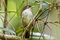 Dark-fronted Babbler Dumetia atriceps nigrifrons