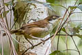 Dark-fronted Babbler Dumetia atriceps nigrifrons