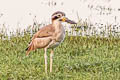 Great Stone-curlew Esacus recurvirostris