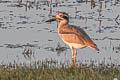 Great Stone-curlew Esacus recurvirostris