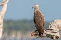 Grey-headed Fish Eagle Icthyophaga ichthyaetus