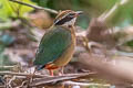 Indian Pitta Pitta brachyura