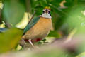 Indian Pitta Pitta brachyura