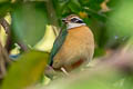 Indian Pitta Pitta brachyura