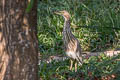 Indian Pond Heron Ardeola grayii