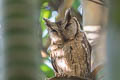 Indian Scops Owl Otus bakkamoena bakkamoena