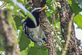 Pied Thrush Geokichla wardii