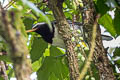 Pied Thrush Geokichla wardii