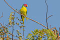 Plum-headed Parakeet Psittacula cyanocephala