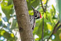 Red-backed Flameback Dinopium psarodes