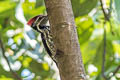 Red-backed Flameback Dinopium psarodes