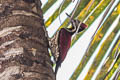 Red-backed Flameback Dinopium psarodes